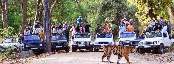 765/United-21 Tigers Habitat - Kanha National Park 10.jpg